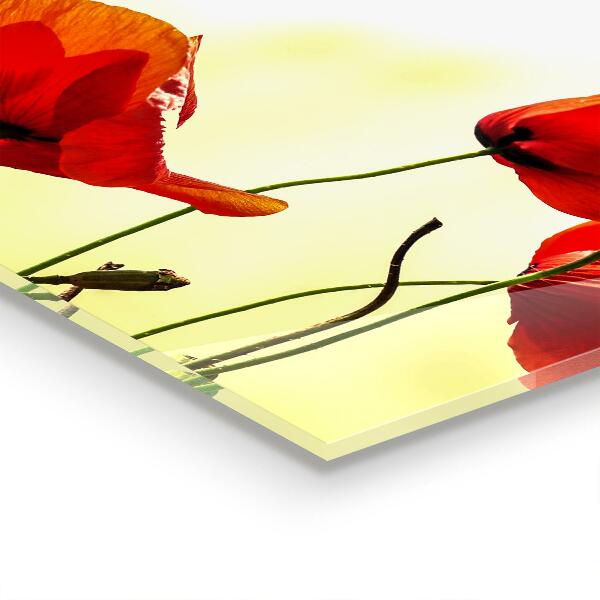 Sticlă printata bucătărie Lunca câmpului cu maci roșii