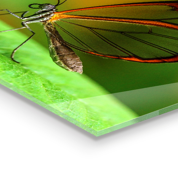 Sticlă bucătărie Fluture pe o frunză