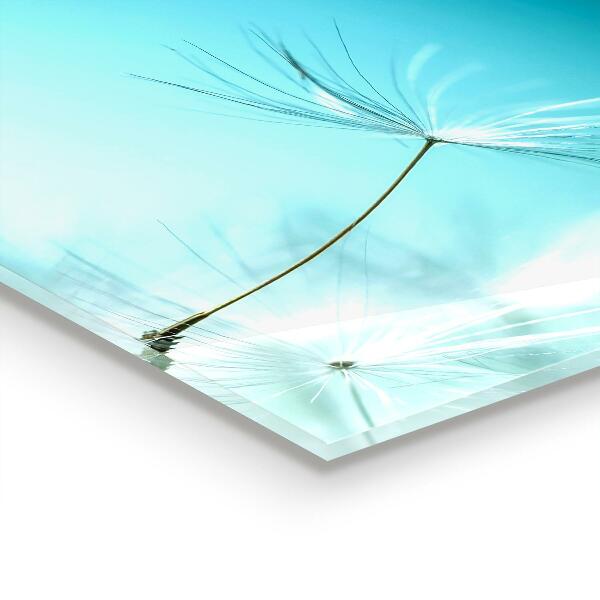 Sticlă printata bucătărie Păpădie păpădia în vânt