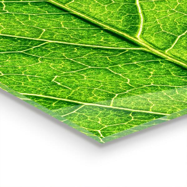 Sticlă bucătărie Detalii delicate ale frunzei