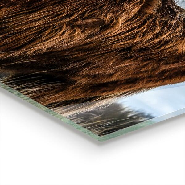 Sticlă bucătărie Vaca highland boho