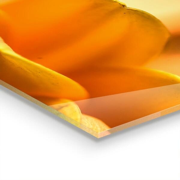 Sticlă bucătărie Floare gerber