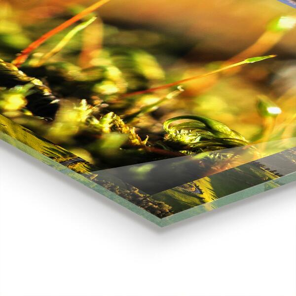 Sticlă bucătărie Detalii de muşchi de pădure