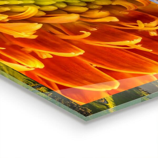 Panou sticlă bucătărie Flori de gerbera portocaliu