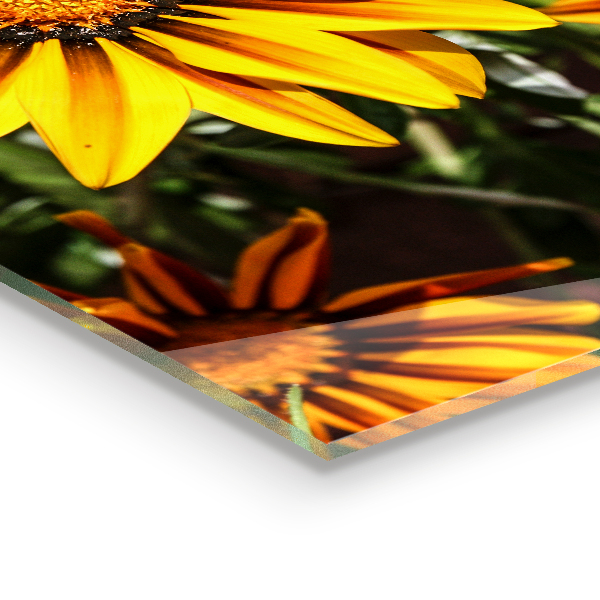 Panou sticlă bucătărie Floare galbenă în luncă
