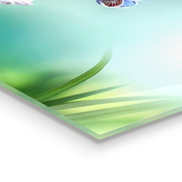 Panou sticlă bucătărie Floare de fluture de luncă de vară