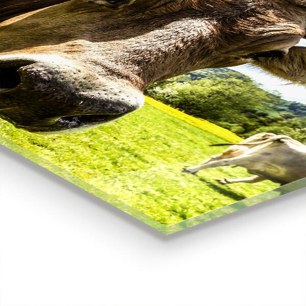 Sticlă bucătărie Clima rurală krowa pole