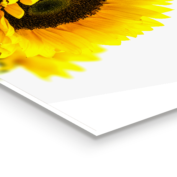 Panou sticlă bucătărie Buchet de floarea soarelui de vară