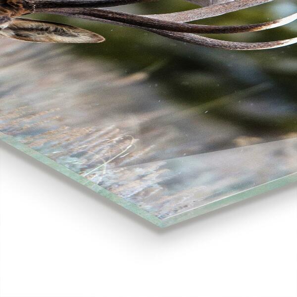 Sticlă bucătărie Căprioarele sălbatice